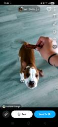 Lost Male Dog last seen Zimmerman, Bayonet Point, FL 34668