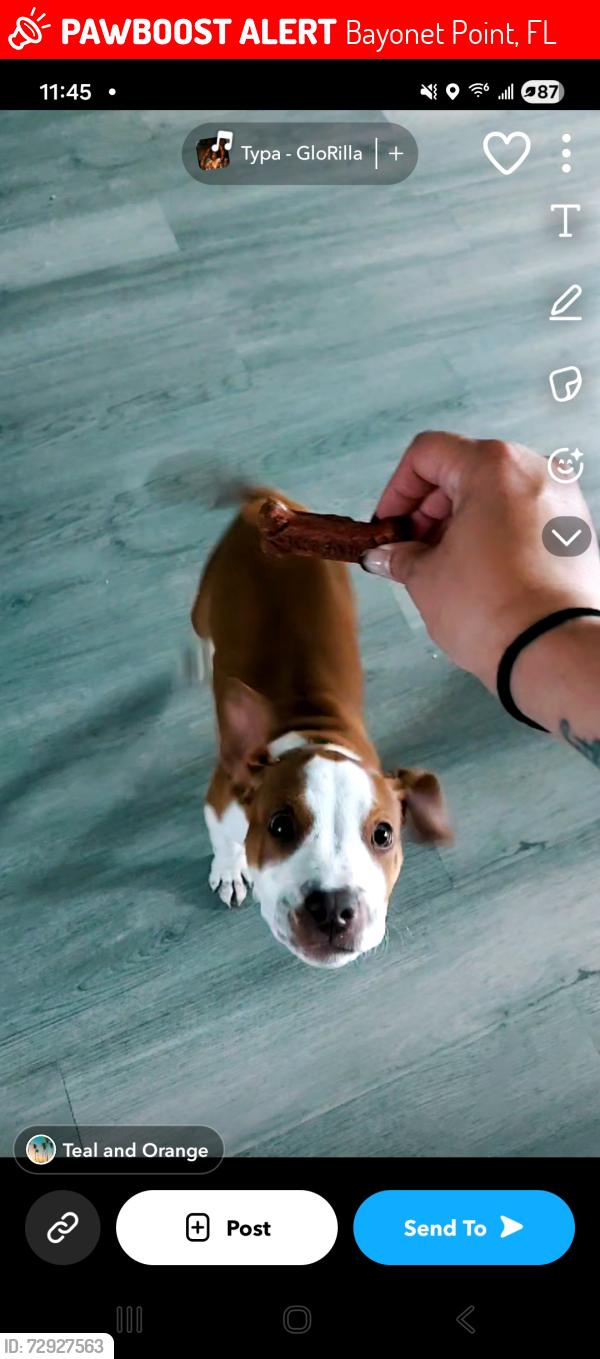 Lost Male Dog last seen Zimmerman, Bayonet Point, FL 34668