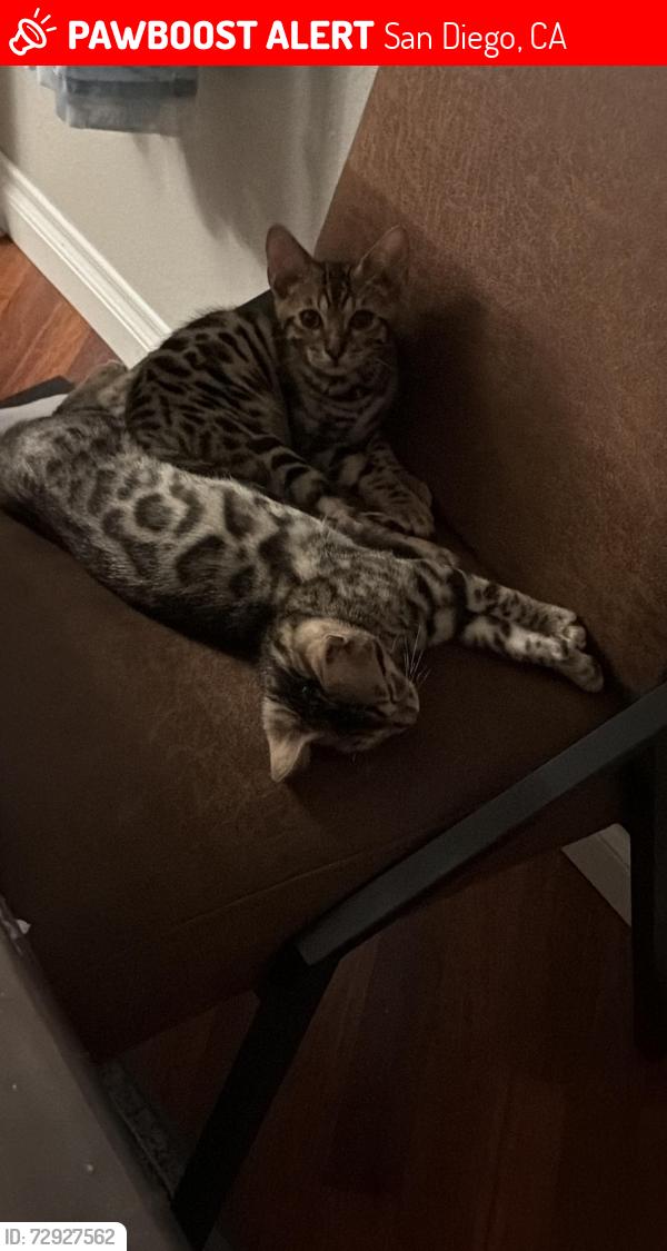 Lost Male Cat last seen Garnet ave and cass street, San Diego, CA 92109