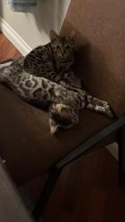 Lost Male Cat last seen Garnet ave and cass street, San Diego, CA 92109