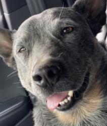 Reunited Male Dog last seen Bear creek, Columbia, TN 38401