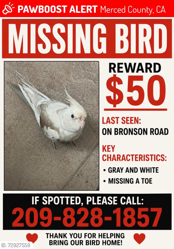 Lost Male Bird last seen Shaffer road, Merced County, CA 95388