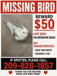Lost Male Bird last seen Shaffer road, Merced County, CA 95388