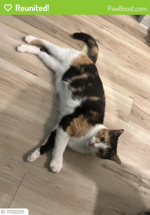 Reunited Female Cat last seen Long Creek School, New Braunfels, TX 78130