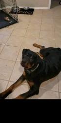 Reunited Female Dog last seen Pine and Yale , Tulsa, OK 74115