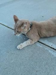 Found/Stray Male Cat last seen Great Sky Way, Eagle, ID 83616