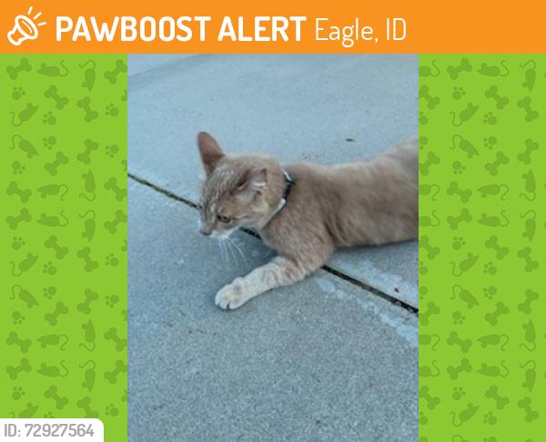 Found/Stray Male Cat last seen Great Sky Way, Eagle, ID 83616