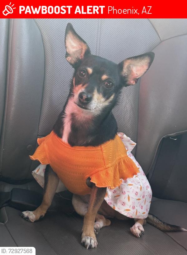 Lost Female Dog last seen Near ave and southern , Phoenix, AZ 85041