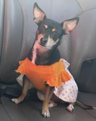 Lost Female Dog last seen Near ave and southern , Phoenix, AZ 85041
