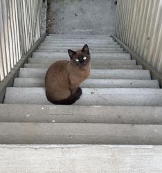 Found/Stray Unknown Cat last seen Highlands at the lake, Nashville, TN 37076