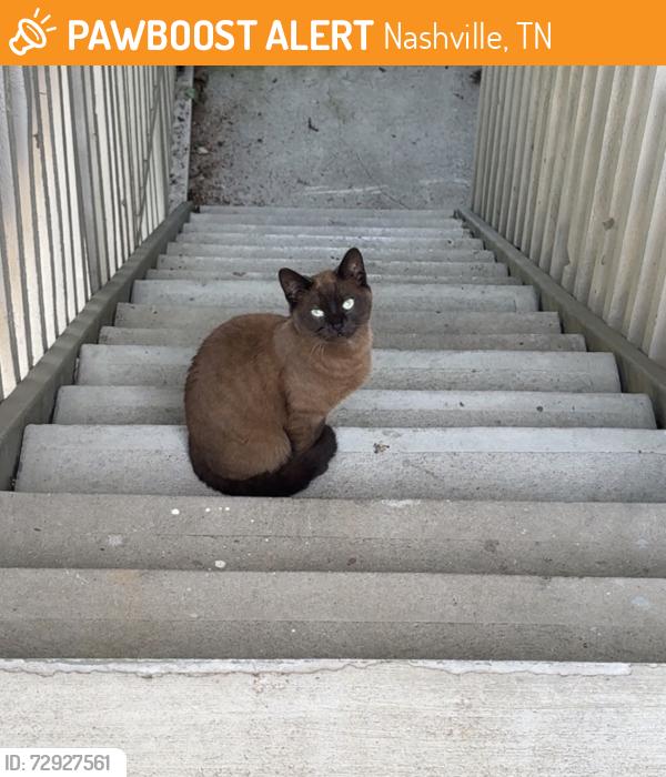 Found/Stray Unknown Cat last seen Highlands at the lake, Nashville, TN 37076