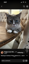 Lost Female Cat last seen Harbor place neighborhood , Monroe County, TN 37801