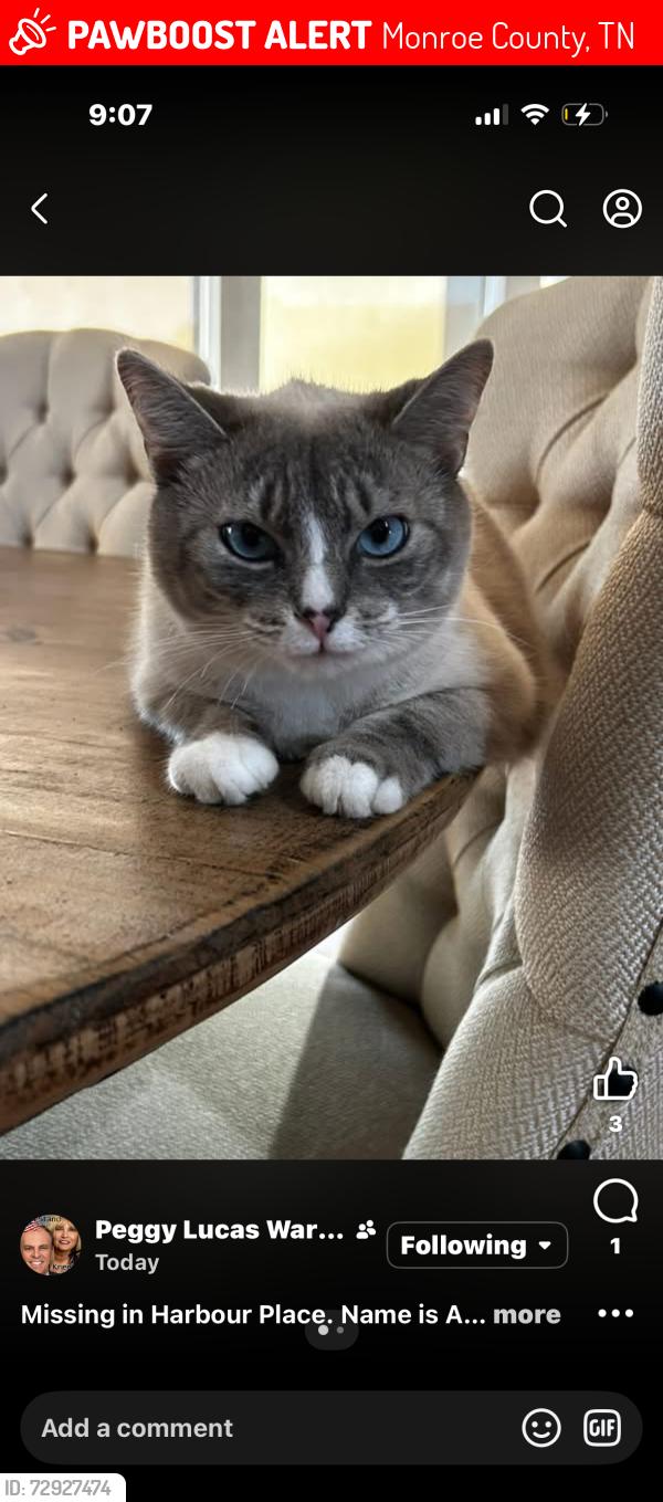 Lost Female Cat last seen Harbor place neighborhood , Monroe County, TN 37801