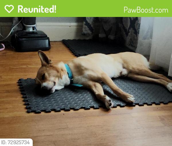 Reunited Male Dog last seen Walgreens and North Broadway , Knoxville, TN 37917