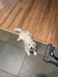 Found/Stray Male Dog last seen Belmont and Fowler, Fresno, CA 93727