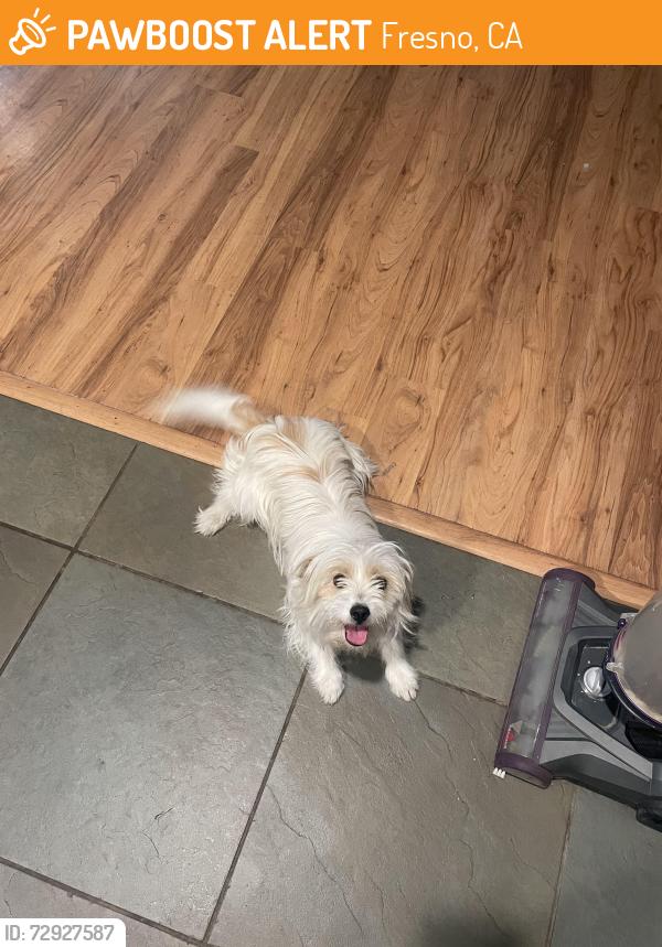 Found/Stray Male Dog last seen Belmont and Fowler, Fresno, CA 93727