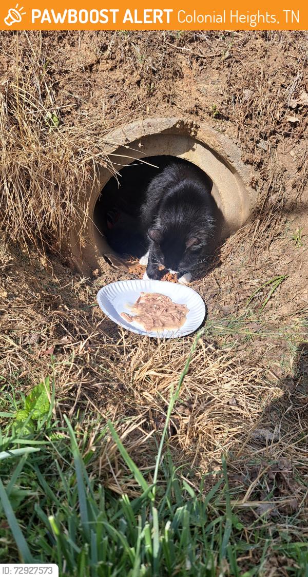 Found/Stray Unknown Cat last seen Near ingles, Colonial Heights, TN 37663