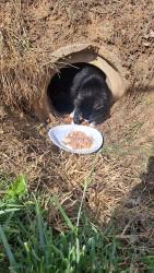 Found/Stray Unknown Cat last seen Near ingles, Colonial Heights, TN 37663