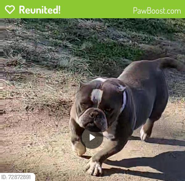 Reunited Female Dog last seen Shields and west , Fresno, CA 93705