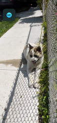 Found/Stray Unknown Dog last seen Hillside Avenue , Queens, NY 11432
