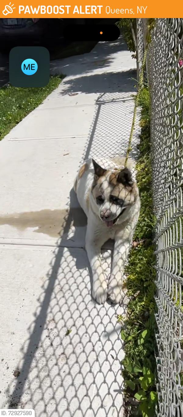 Found/Stray Unknown Dog last seen Hillside Avenue , Queens, NY 11432