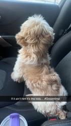 Lost Male Dog last seen Hale ave, Louisville, KY 40211
