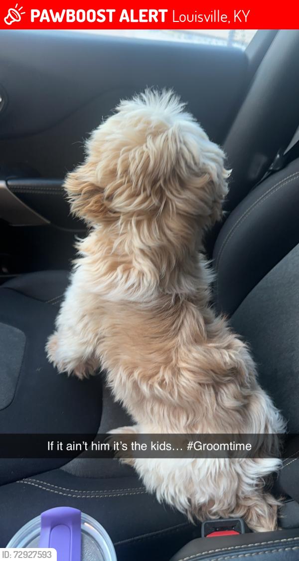 Lost Male Dog last seen Hale ave, Louisville, KY 40211