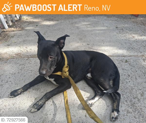 Found/Stray Male Dog last seen Near lemmon dr, Reno, NV 89506