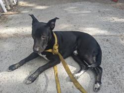Found/Stray Male Dog last seen Near lemmon dr, Reno, NV 89506