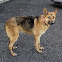 Reunited Female Dog last seen Harlansburg road, Hickory Township, PA 16105