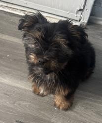Reunited Male Dog last seen Long Ln & Walnut St, Upper Darby twp, PA 19082, USA, Upper Darby Township, PA 19082