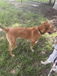 Found/Stray Male Dog last seen Cypress Wood Lake subdivision, Cypresswood Glen, TX 77388