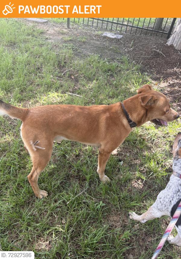 Found/Stray Male Dog last seen Cypress Wood Lake subdivision, Cypresswood Glen, TX 77388