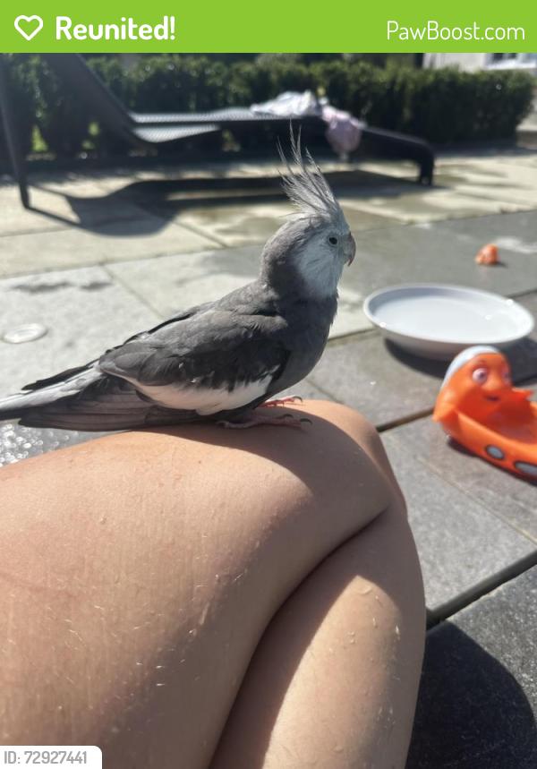 Reunited Unknown Bird last seen Binfield, Binfield, England 