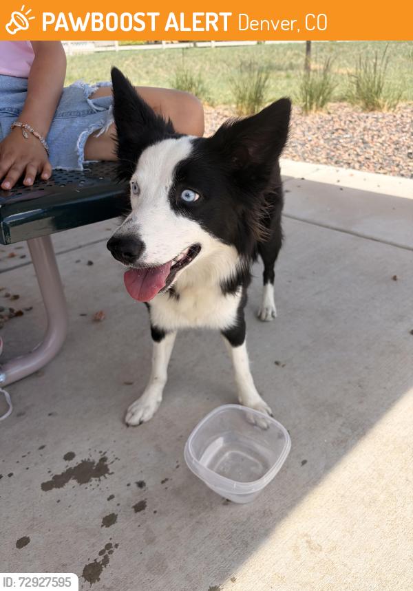 Found/Stray Female Dog last seen Maxwell and 55 st, Denver, CO 80249