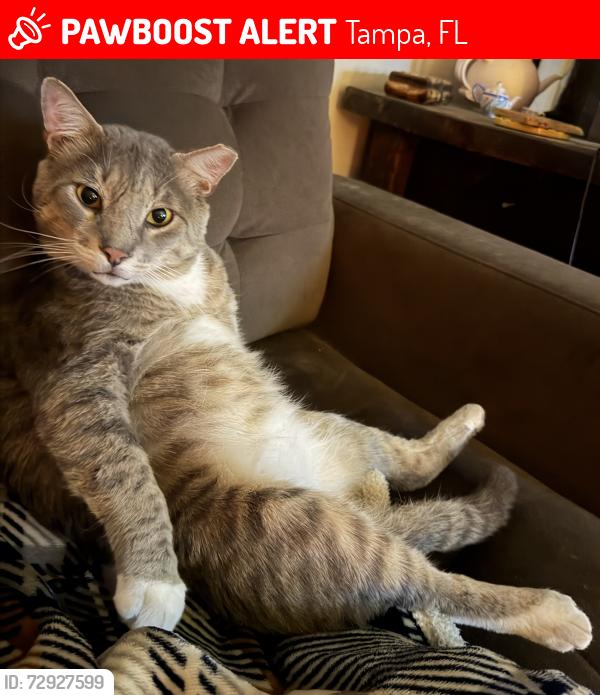 Lost Male Cat last seen 53rd and Whiteway, Tampa, FL 33617