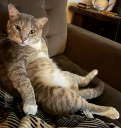 Lost Male Cat last seen 53rd and Whiteway, Tampa, FL 33617