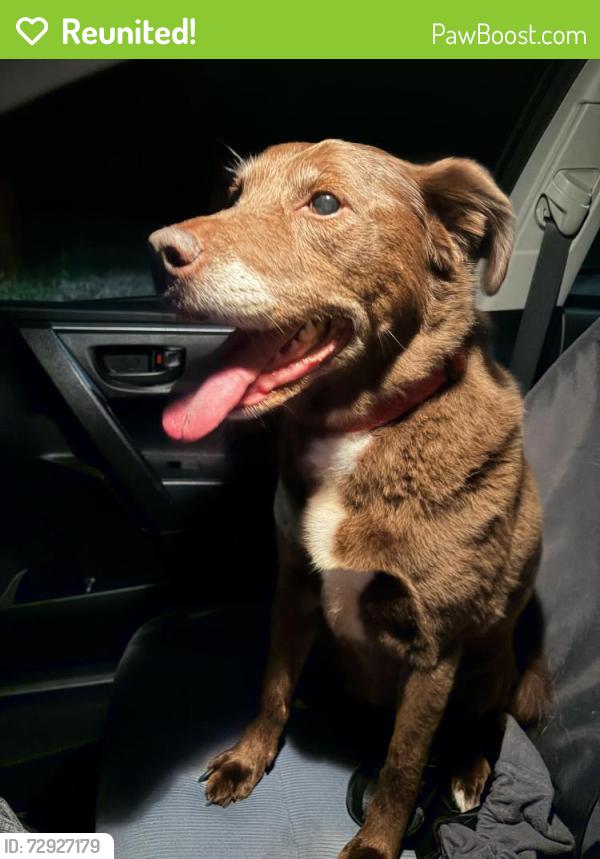 Reunited Female Dog last seen Buckingham rd and Greenwich, Winston-Salem, NC 27104