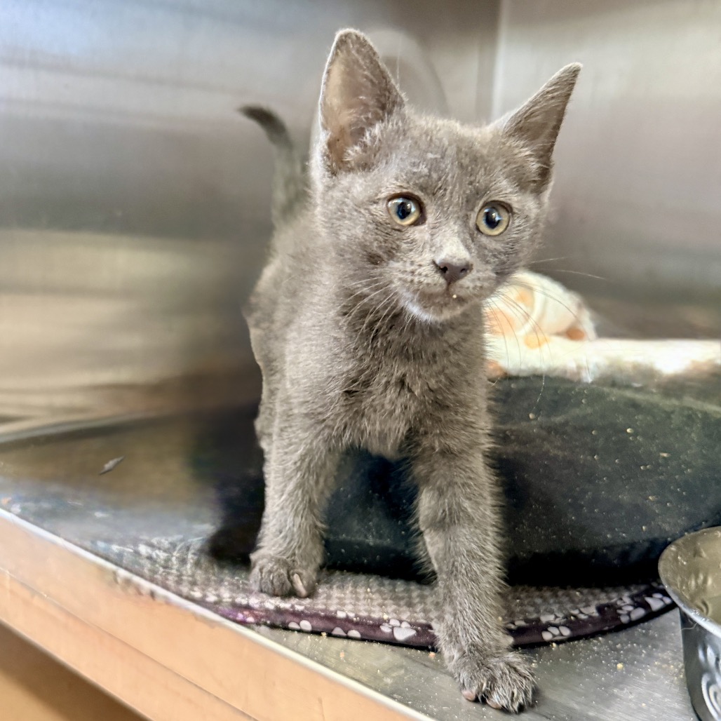 Shelter Stray Female Cat last seen , Palm Springs, CA 92264