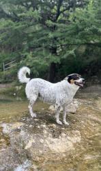 Lost Female Dog last seen FM 46 and Maris Lane in Franklin, Texas, Franklin, TX 77856