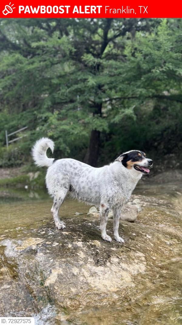 Lost Female Dog last seen FM 46 and Maris Lane in Franklin, Texas, Franklin, TX 77856