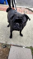 Found/Stray Male Dog last seen Hawaiian Elementary , Los Angeles, CA 90744