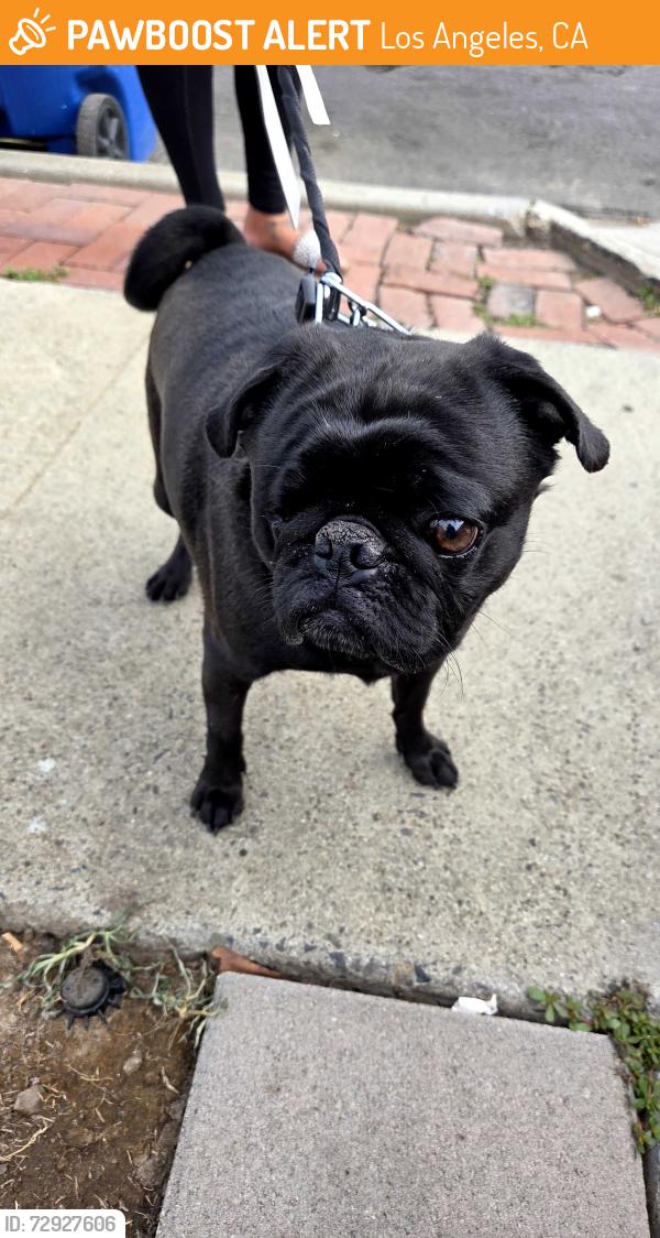 Found/Stray Male Dog last seen Hawaiian Elementary , Los Angeles, CA 90744