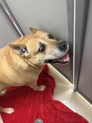 Reunited Male Dog last seen donegal bay een Tx, Killeen, TX 76549