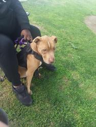 Reunited Female Dog last seen Shields and cedar, Fresno, CA 93726