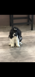 Reunited Male Dog last seen apmt complex , Salt Lake City, UT 84101