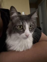 Lost Female Cat last seen Pv Dr S, Forrestal Dr, Rancho Palos Verdes, CA 90275