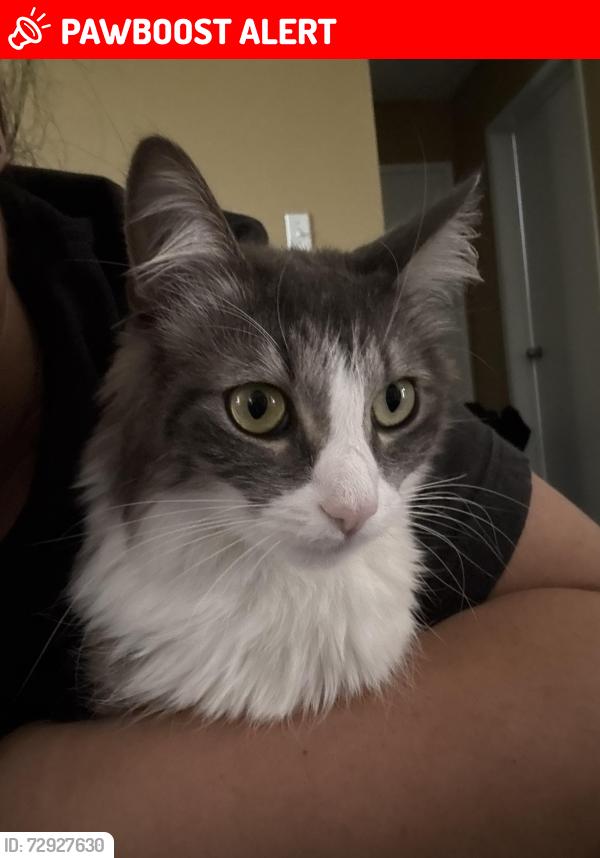 Lost Female Cat last seen Pv Dr S, Forrestal Dr, Rancho Palos Verdes, CA 90275