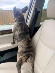 Reunited Male Dog last seen Greenback lane, Citrus Heights, CA 95610