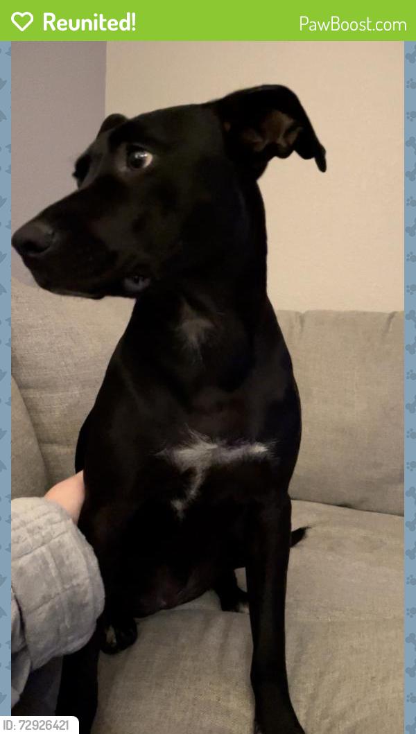 Reunited Female Dog last seen Shine Avenue Rhome Texas, Shine Ave, TX 76078